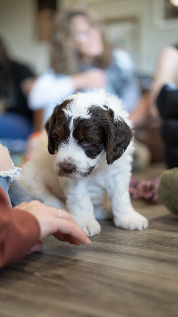 Chocolate parti Australian labradoodle puppy sniffing a hand