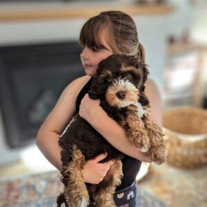 Choclate tri Australian labradoodle being helf by a young girl