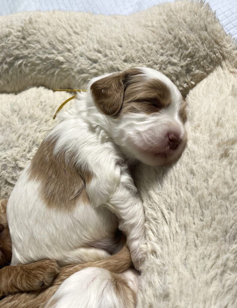 Caramel parti Australian labradoodle asleep