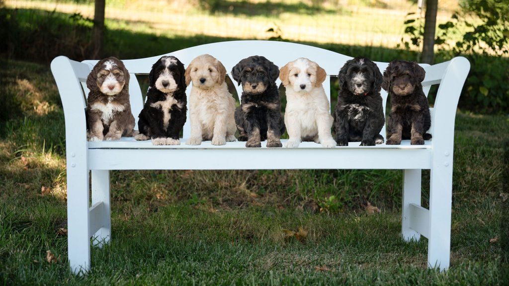 Australian labradoodle puppies sitting on a bench