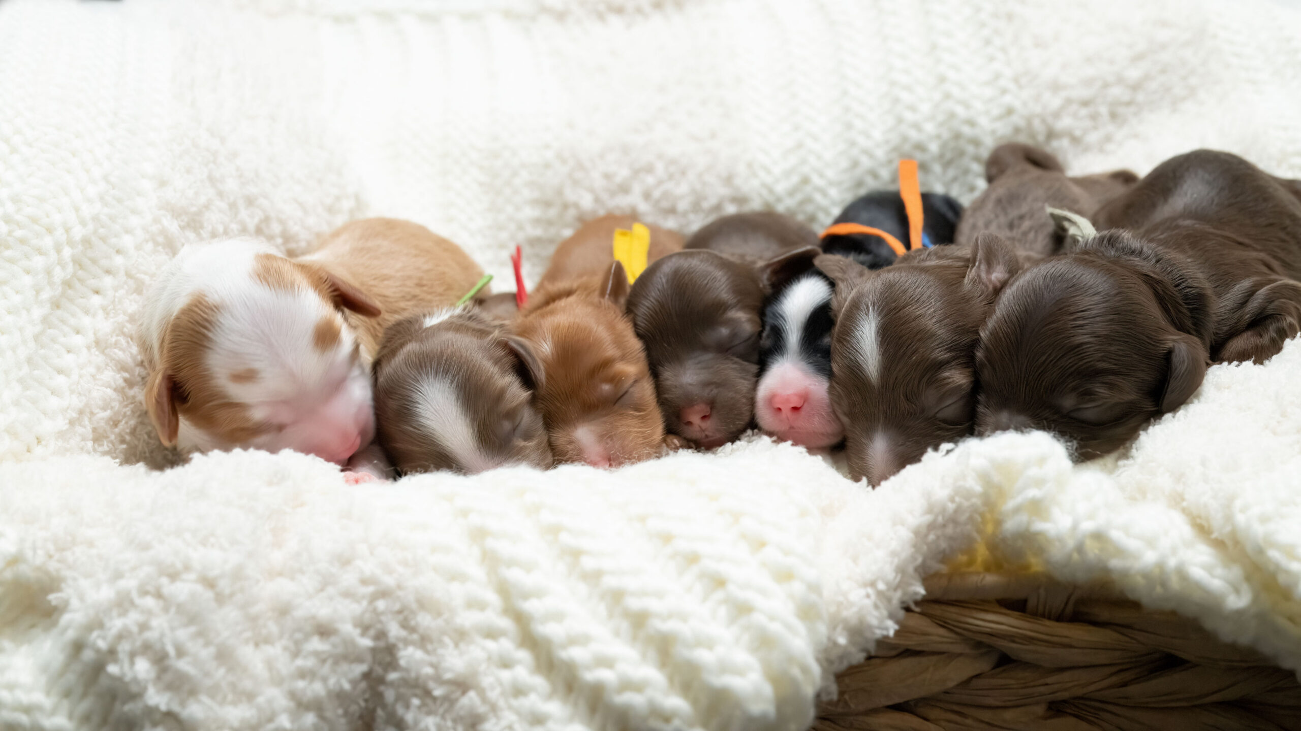 Australian labradoodle puppies in many different colours