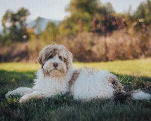 Australian Labradoodle Ripple lying on the grass