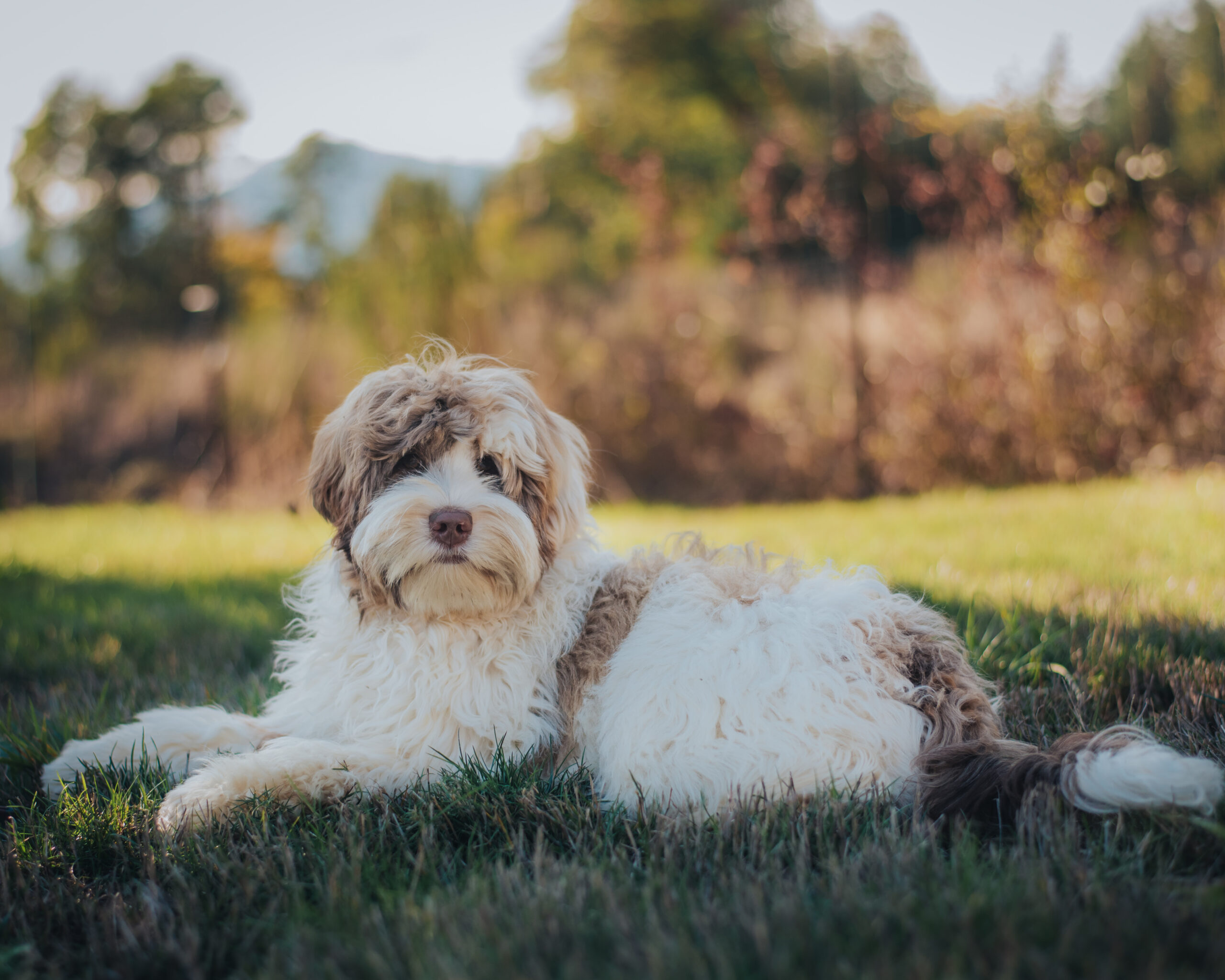 Australian Labradoodle Ripple lying on the grass