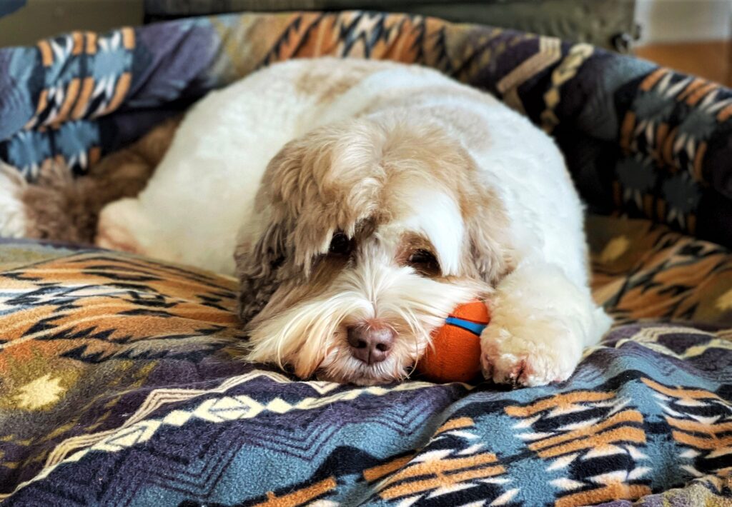 Ripple is a chocolate sable ALD and sitting on a bed with her ball