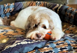 Ripple is a chocolate sable ALD and sitting on a bed with her ball