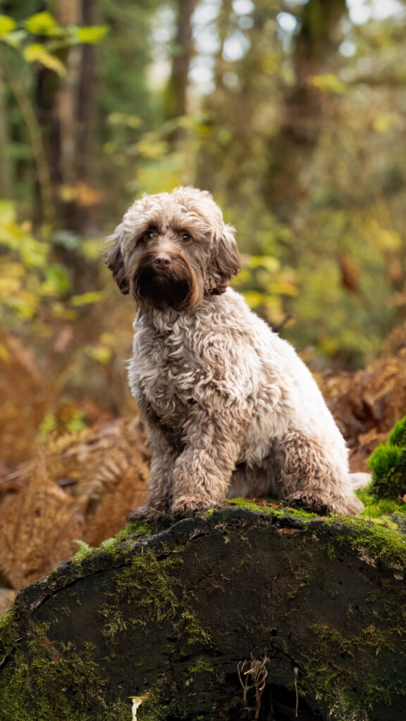 Chocolate sable Australian Labradoodle in a forest setting