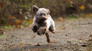 A chocolate labradoodle running through the mud