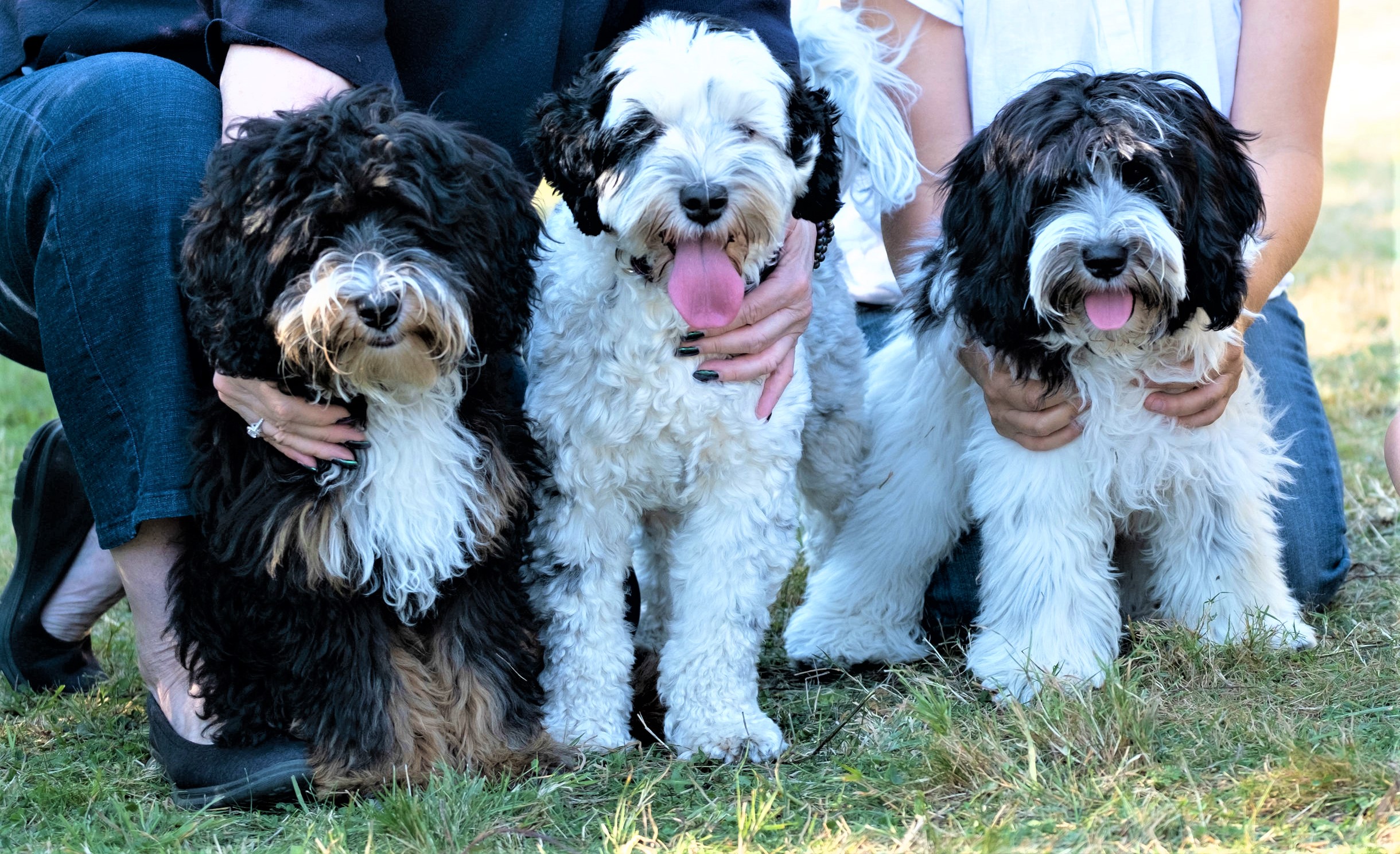 3 black and white MALDs sitting on grass with people