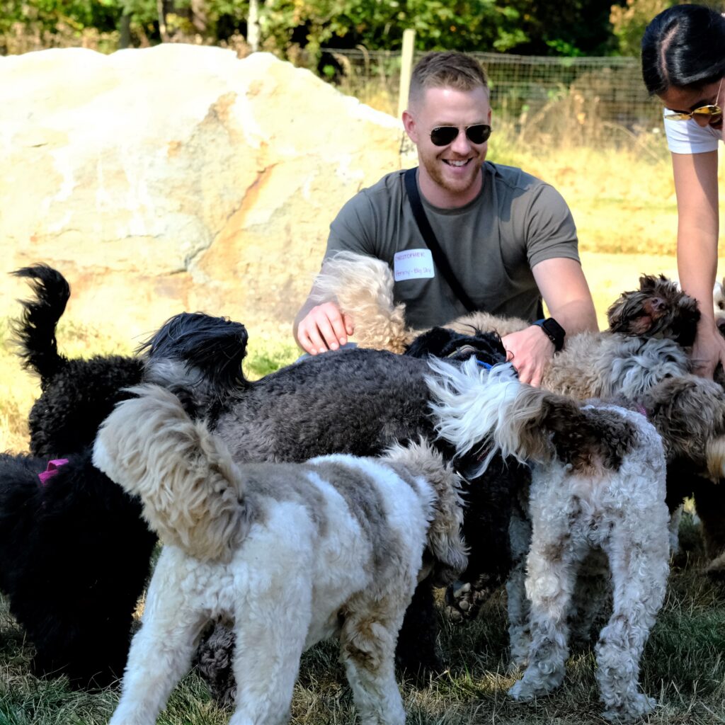 Man with a large number of Australian Labradoodles