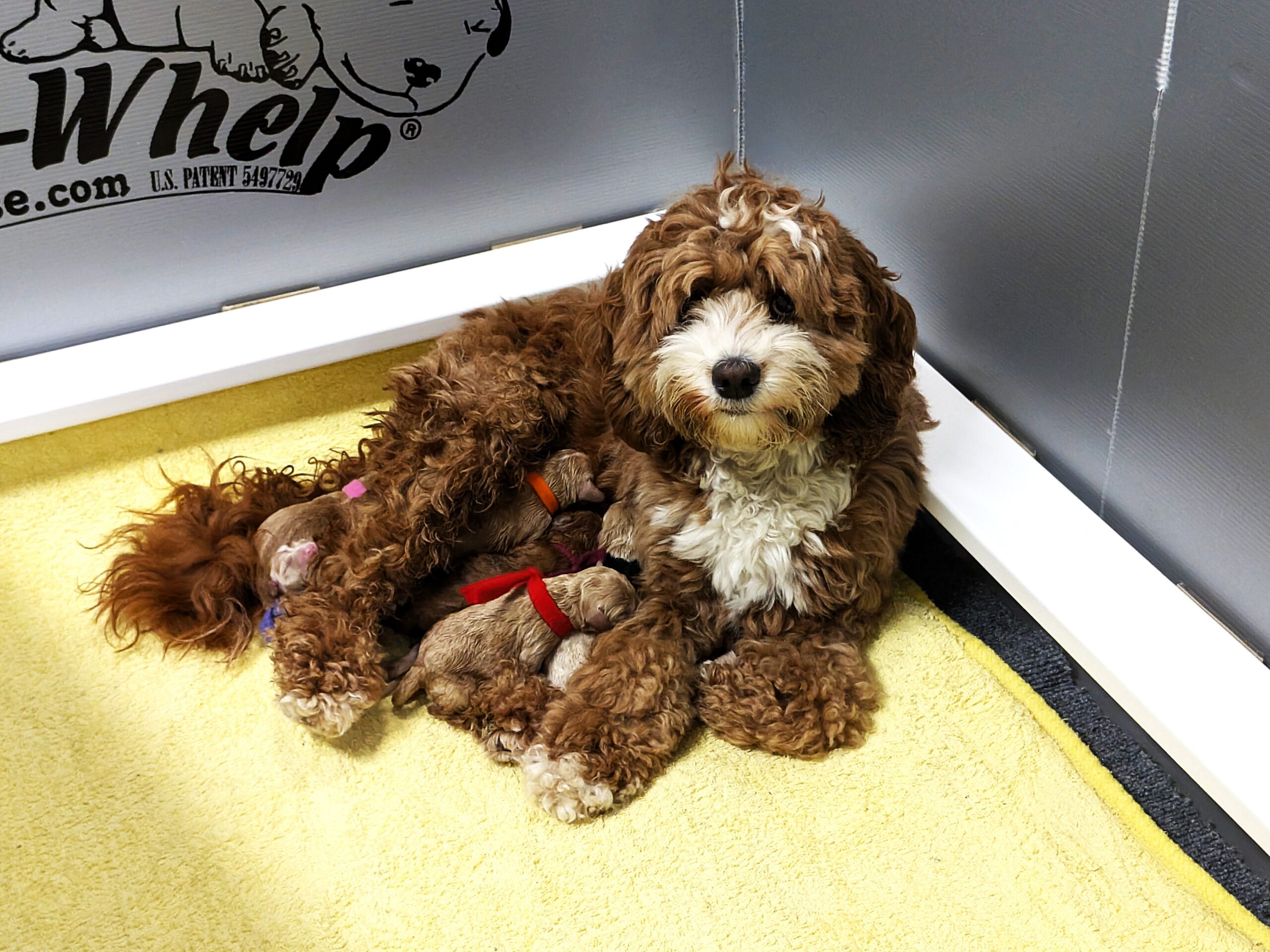 Mandy, a red and white Australian Labradoodle with her newborn puppies