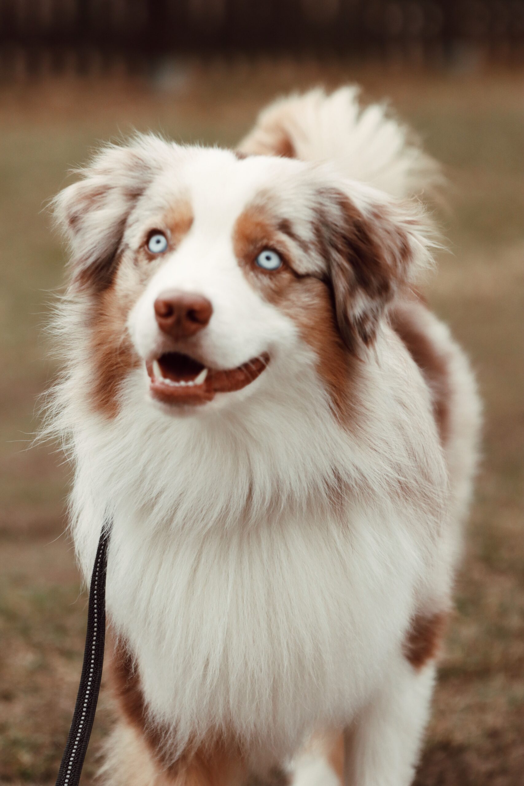 Blue eyed merle dog