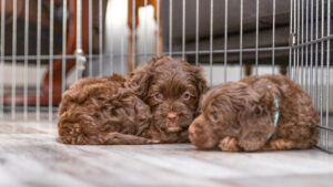3 Australian Labradoodle puppies huddled together