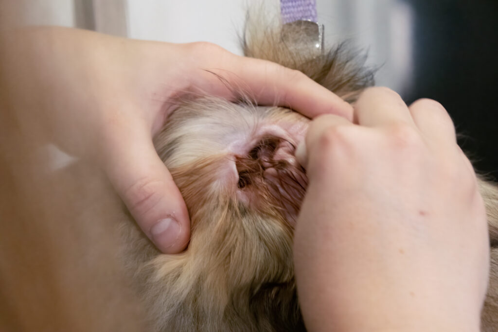 The inside of an Australian Labradoodle's ear