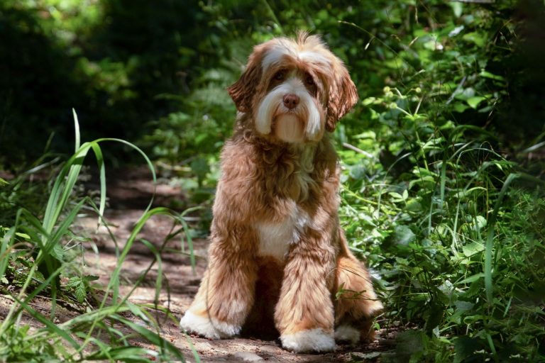 Red caramel abstract Australian Labradoodle in a natural setting